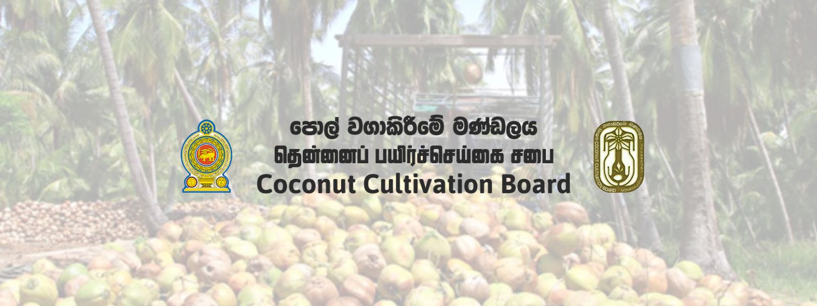 Compensation for Coconut Trees Damaged by Disaster